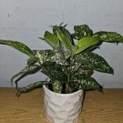 Dracaena Florida Beauty Goldust Live Plant In A 4 Inches Pot Japanese Bamboo