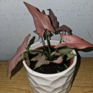 Syngonium Pink Perfection Live Plant In A 4 Inches Nursery Pot Arrowhead Plant