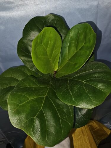 Ficus Lyrata Live Plantfiddle Leaf Fig 12 To 15 Inch Tall In 6 Inch Nursery Pot