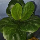 Ficus Lyrata Live Plantfiddle Leaf Fig 12 To 15 Inch Tall In 6 Inch Nursery Pot
