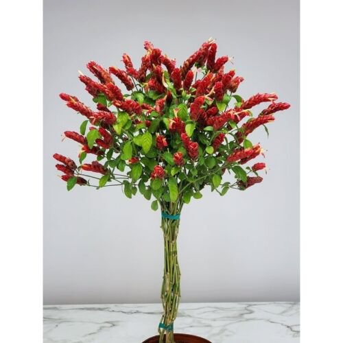 Braided Shrimp Live Plantsred Marroon Justicia Brandegeana 15 Inch In 6 Inch Pot