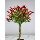 Braided Shrimp Live Plantsred Marroon Justicia Brandegeana 15 Inch In 6 Inch Pot