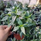 Justica Pectoralis Live Plant In 4 Inch Pot Tilo Piri Piri Willow Herb