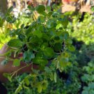 Italian Oregano Live Plantculinary Herb In 4 Inch Pot