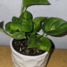 Lemon Meringue Pothoslive Plant In 4 Inch Nursery Pot