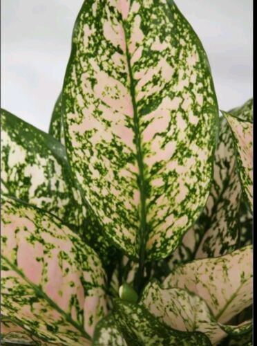 Etta Rose Aglaonema Live Plant 10 12 Inch Tall In 4 Inch Pot Chinese Evergreen Plant