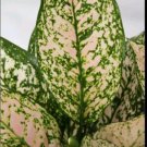 Etta Rose Aglaonema Live Plant 10 12 Inch Tall In 4 Inch Pot Chinese Evergreen Plant