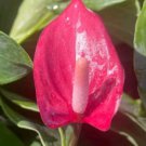 Anthurium Live Plantpink Fuchsia Flowers In A 4 Inch Pot Flowering Houseplant