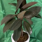 Braided Burgundy Rubber Tree Live Plantficus Elastica 15 Inch Tall In 6 Inch Pot
