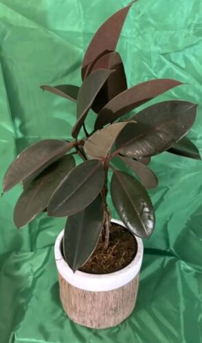Braided Burgundy Rubber Tree Live Plantficus Elastica 15 Inch Tall In 6 Inch Pot