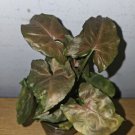 Syngonium Maria Live Plant In 4 Inch Pot Bronze Arrowhead Plant