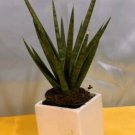Sansevieria Francisii Live Plant 7 To 10 Inch Tall In 4 Inch Pot Cactus Succulent
