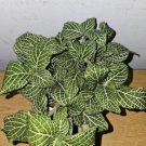 White Fittonia Live Plant Nerve Plant In 4” Pot