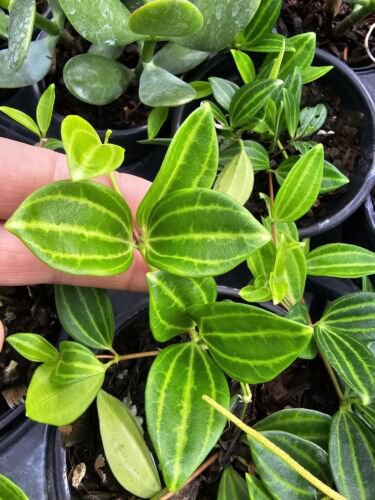 Peperomia Funky Frog Beetle Peperomia Angulata Live Plant In 4 Inch Pot
