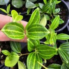 Peperomia Funky Frog Beetle Peperomia Angulata Live Plant In 4 Inch Pot