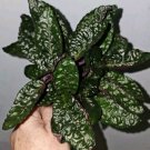 Purple Waffles Live Plant In 4 Inch Pot Hemigraphis Alternatha