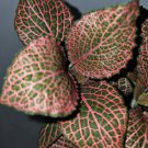Pink Fittonia Live Plant Nerve Plant In 4” Pot