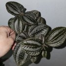 Pilea Spruceananorfolk Terrarium Live Plant In 4 Inch Pot Vivarium Dart Frog