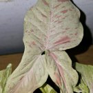 Syngonium Milk Confetti Live Plant In 4 Inch Pot Arrowhead Plant Well Rooted