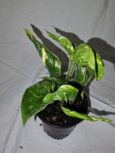 Shangri La Pothos Variegated Live Plant In 4 Inch Pot Epipremnum Aureum