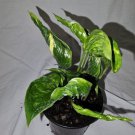 Shangri La Pothos Variegated Live Plant In 4 Inch Pot Epipremnum Aureum