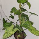 Syngonium Mojito Live Plant In 4 Inch Potvariegated Arrowhead Well Rooted