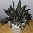 Pilea Dark Mystery Involucrata Purple Terrarium Live Plant In 4 Inch Pot