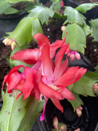 Red Thanksgiving Christmas Cactus Live Plant Ship Out On 4 Inch Pot
