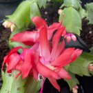 Red Thanksgiving Christmas Cactus Live Plant Ship Out On 4 Inch Pot