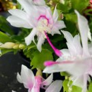 White Pink Thanksgiving Christmas Cactus Live Plant Ship Out On 4 Inch Pot