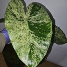 Rare Alocasia Odora Batik Variegated Corms Live Plant In 4 Inch Pot