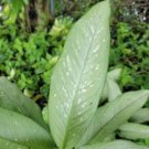 Rare Dieffenbachia Tikidumb Cane Live Plant In 4 Inch Pot Houseplant