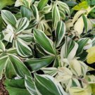 Variegated Costus Arabicus Spiral Ginger Live Plant 10 To 15 Inch Tall In 4 Inch Pot