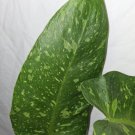 Philodendron Jose Buono Live Plant In 4 Inch Potexact Plant As Picturesjose Bueno