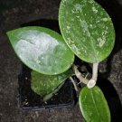 Hoya Parasitica Splash Live Plantheart Leaf Plant In 4 Inch Potwax Flower Plant