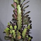 Euphorbia Trigona Rubra Live Plant 12 Inch Tallafrican Milk Treesucculentcactus