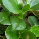 Jade Peperomia Live Plant Rotundifolia Baby Rubber Plant 7 Inches Tall