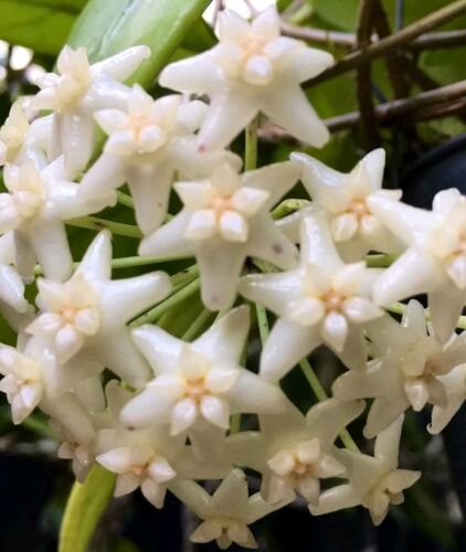 Hoya Doi Tung Live Plant 15 Inches Tall In 4 Inch Hanging Pot