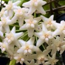 Hoya Doi Tung Live Plant 15 Inches Tall In 4 Inch Hanging Pot