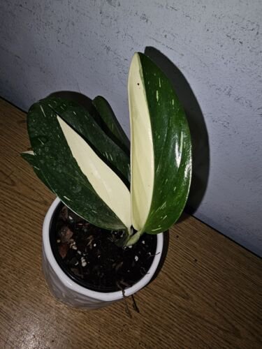 Monstera Standleyana Cobra Albo Live Plant In 4 Inch Pot Variegated Live Plant