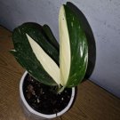 Monstera Standleyana Cobra Albo Live Plant In 4 Inch Pot Variegated Live Plant