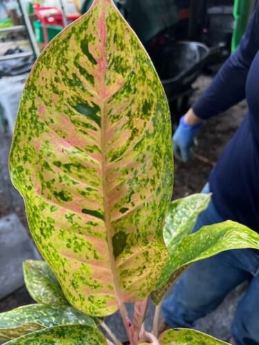 Rare Aglaonema Thai Big Roy Live Plant 15 To 18 Inch Tall In 4 Inch Pot