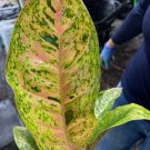 Rare Aglaonema Thai Big Roy Live Plant 15 To 18 Inch Tall In 4 Inch Pot