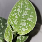 Scindapus Argyraeussilver Pothos Live Plant In 4 Inch Pot