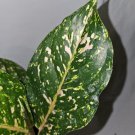 Aglaonema Peachypink Horizon Live Plant 7 To 12 Inch Tall In 4 Inch Pot