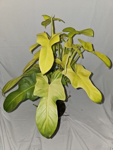 Golden Violin Philodendron Bipennifolium Aurea Live Plant 15 To 18 Inch Tall 4&acirc;��Pot