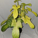 Golden Violin Philodendron Bipennifolium Aurea Live Plant 15 To 18 Inch Tall 4”Pot