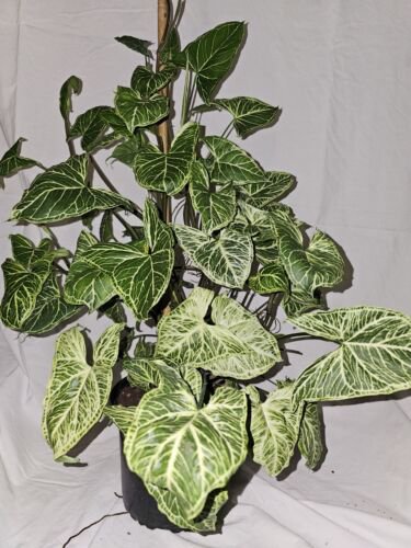 Syngonium Batik Live Plant Arrowhead Vine Batik Plant In 4 Inch Pot Easy Houseplant