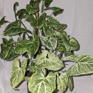 Syngonium Batik Live Plant Arrowhead Vine Batik Plant In 4 Inch Pot Easy Houseplant