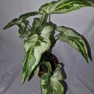 Syngonium Three Kings Live Plant In 4 Inch Pot Magic Marble Jade Ghost Variegated